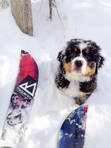 3- Heidi pup skiing